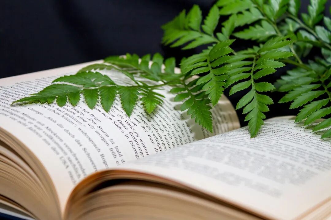 Free A Book Read photo and picture